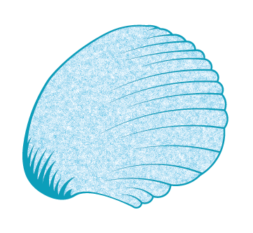 SeaShellStudioCo Logo